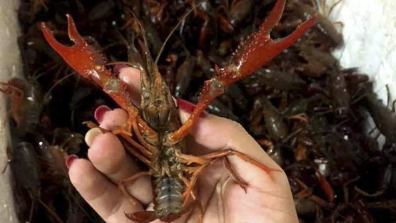 23 tons of super-cheap crayfish poured in: Why are they still imported?